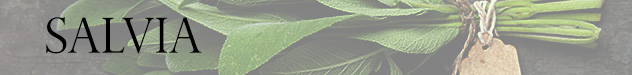 SALVIA